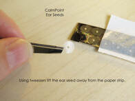 Fingers holding tweezers taking CalmPoint Ear Seed out of pack.