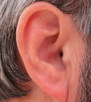 Male Ear with CalmPoint Ear Seeds on Shen Men and Point Zero Acupuncture Points